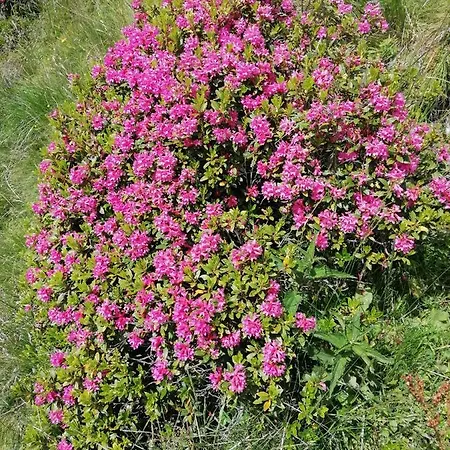 Haus Martina Апартаменты *