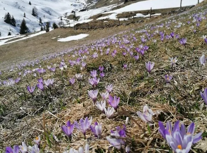 Haus Martina 公寓 图克斯