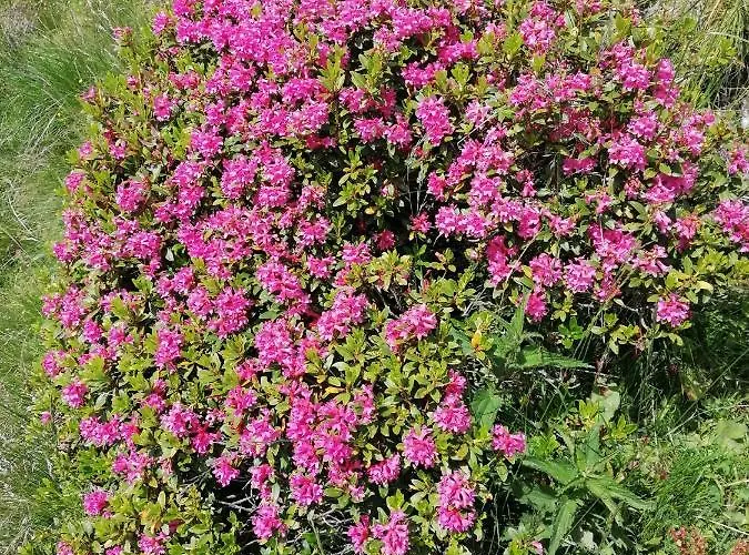 Haus Martina 公寓 *